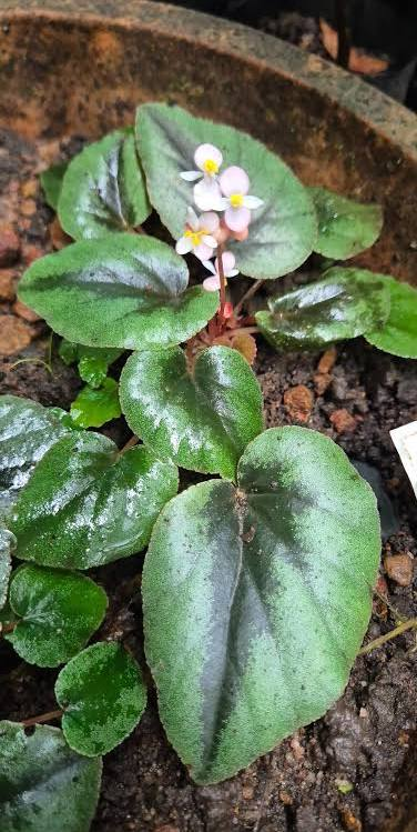 Begonia rajvikramanii plant with broad asymmetric leaves and pale-pink flowers