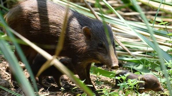 A pygmy hog with a piglet in dense grassland habitat