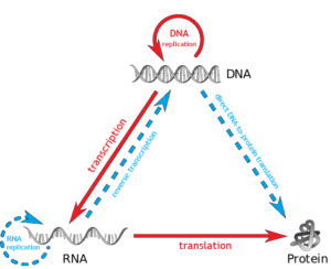 Diagram showing replication, transcription, translation and reverse transcription among DNA, RNA and proteins