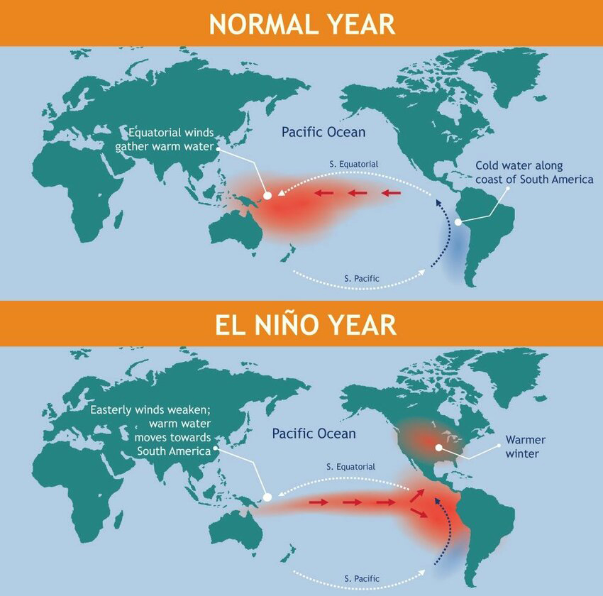Comparison of normal Pacific trade-wind circulation and weakened trade winds during El Niño.
