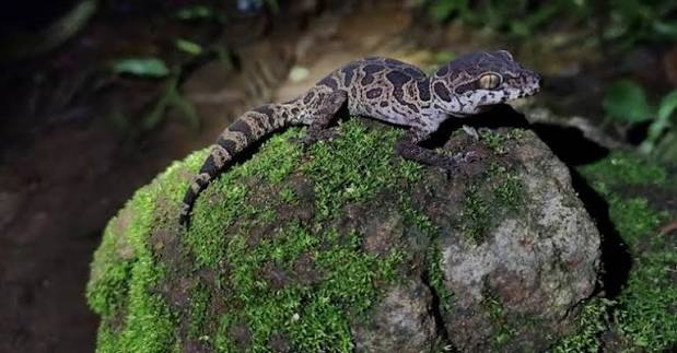 Jeypore ground gecko resting on a moss-covered rock